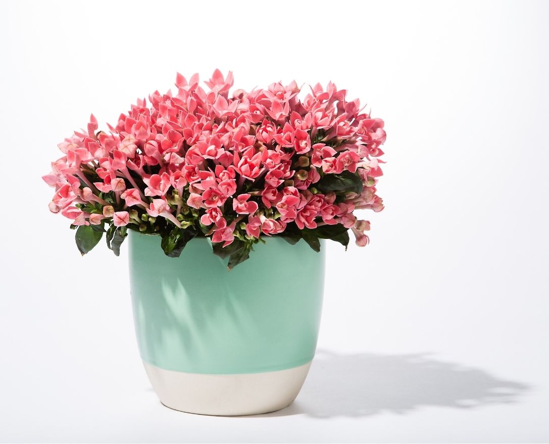 Saksı Çiçekleri