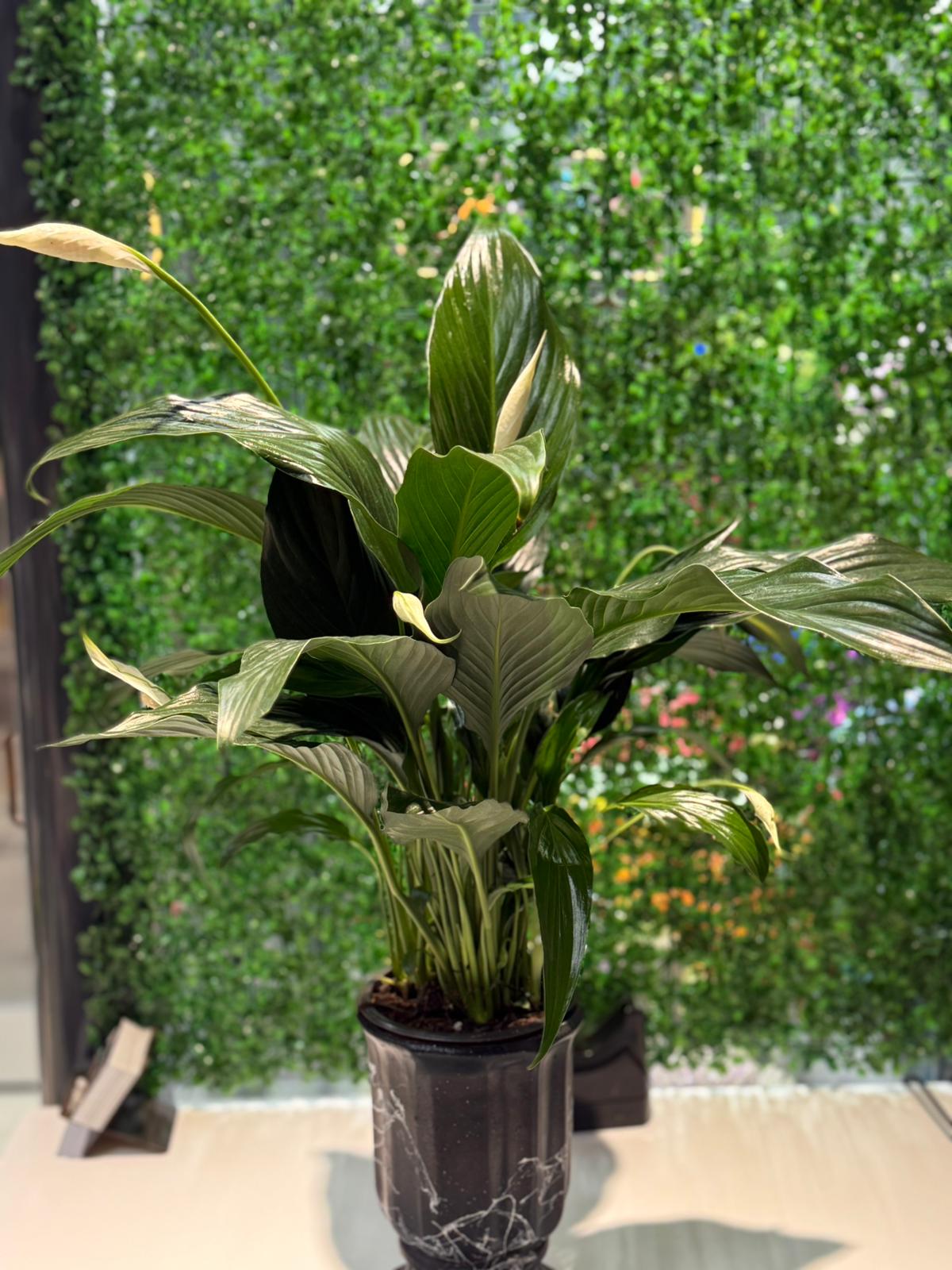 SPAT ( BARIŞ ÇİÇEĞİ ) 013 